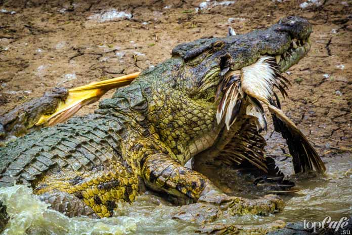 Интересные факты о крокодилах: Хитрый охотник