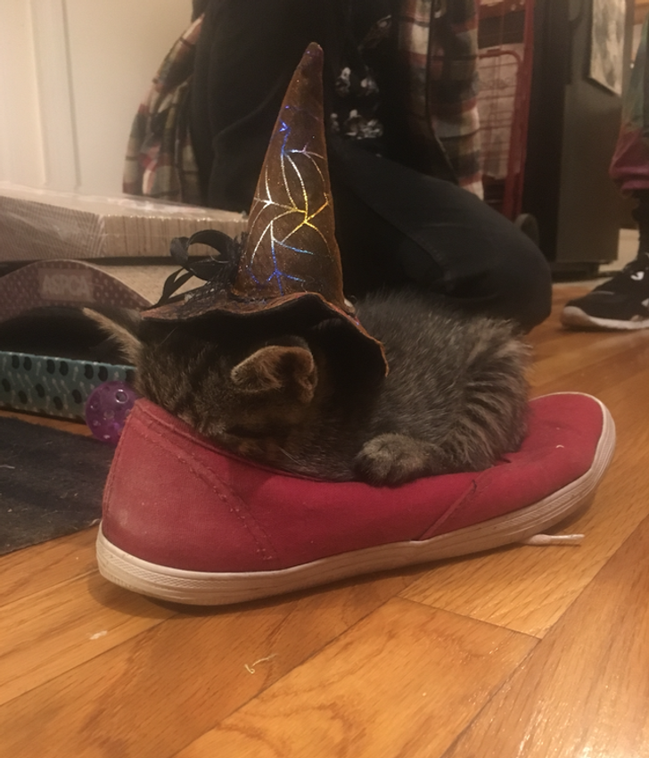 Люди, которые взяли домой котенка и по уши влюбились в это мелкое озорное чудо Люди, которые взяли домой котенка и по уши влюбились в это мелкое озорное чудо