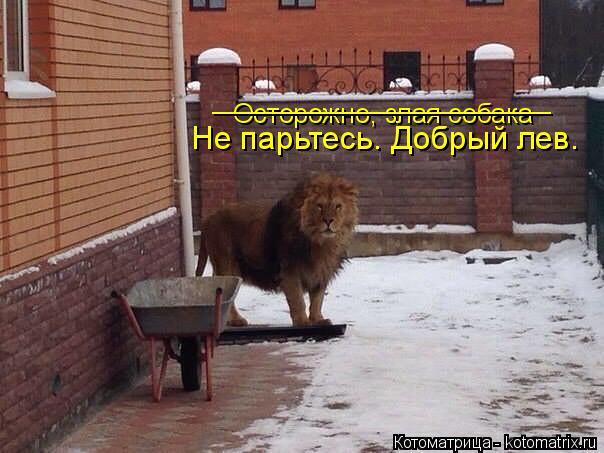 Котоматрица: Осторожно, злая собака _______________________ Не парьтесь. Добрый лев.