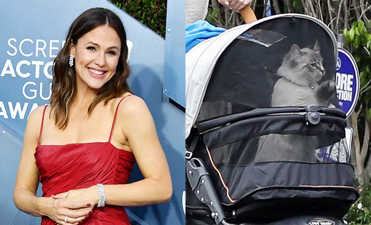 Дженнифер Гарнер рассказала, почему ее семья теперь гуляет только в компании кота