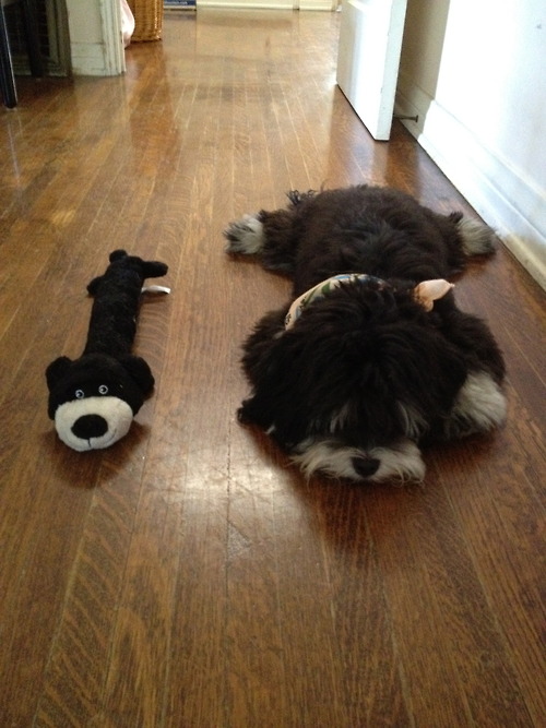 Милые животные и мягкие игрушки 