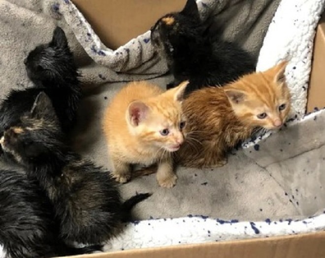 Котята в коробке