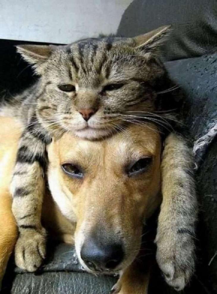 Кошки, которые настолько обнаглели, что используют собак вместо подушки Кошки, которые настолько обнаглели, что используют собак вместо подушки