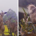 Видео из Австралии с радующимися дождю животными покорило интернет. Ведь все хотят видеть их именно такими