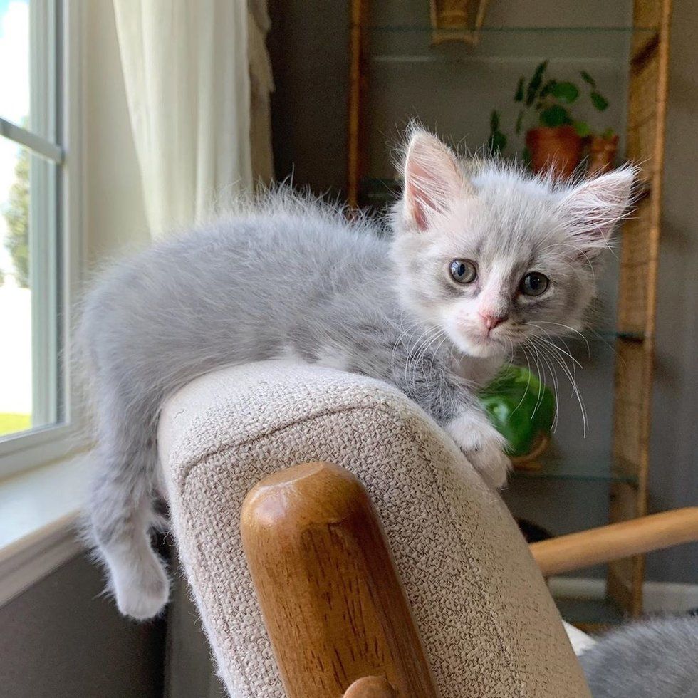 Недоношенные котята, обнявшиеся, чтобы выжить, получили помощь как раз вовремя 