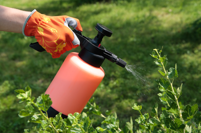 5 причин не выбрасывать ботву помидор, а применить ее с пользой дача,полезные советы,сад и огород