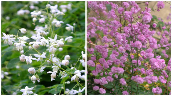 Василистник Делавея Album и Hewitts Double, фото сайта Dorset Perennials