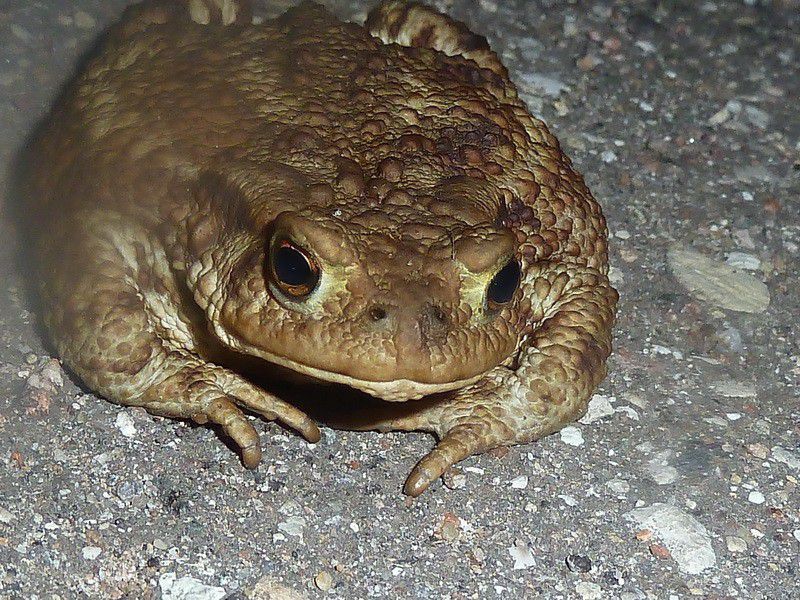 Москва, деревня, фоторепортаж, Россия
