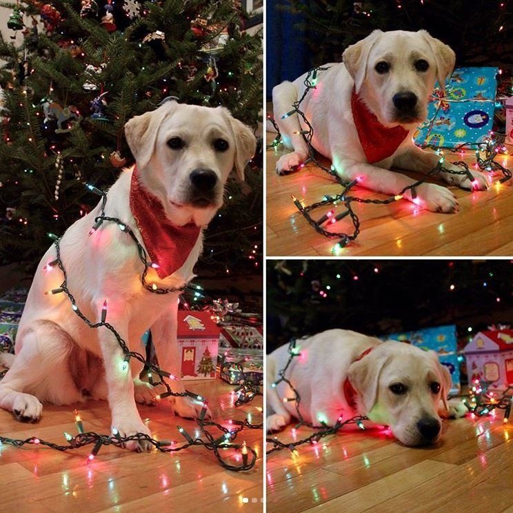 Новогодние собачки