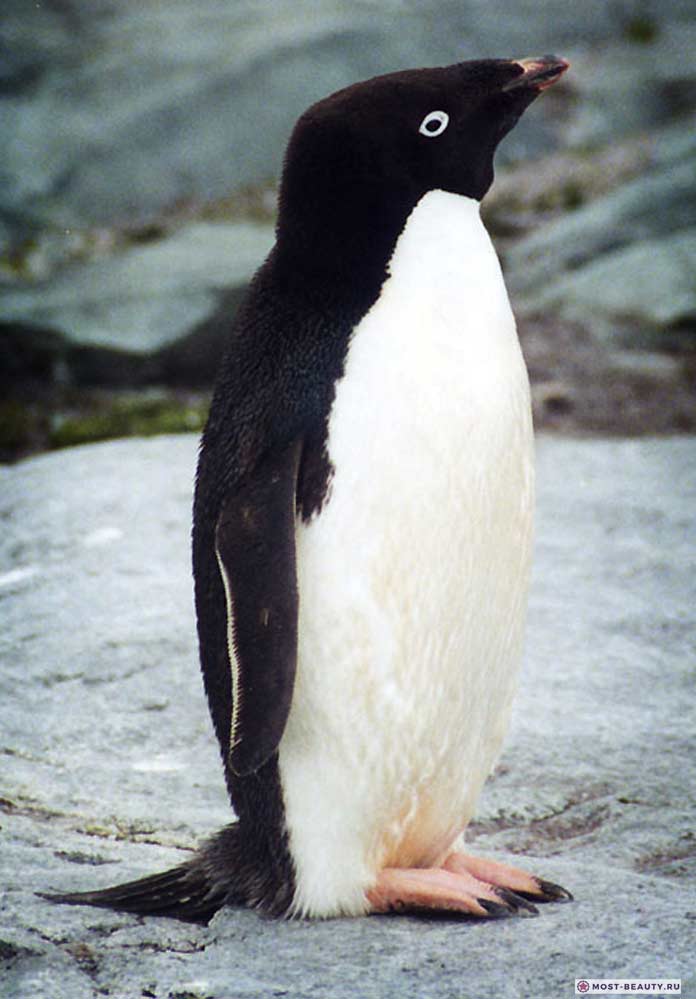 Красивые пингвины: Адели