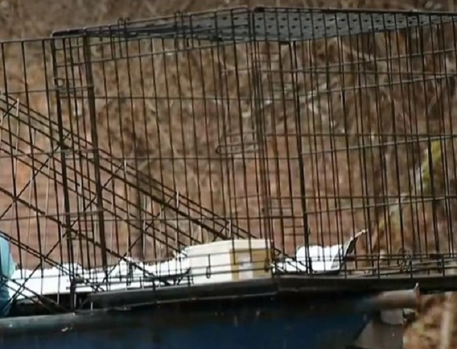 Клетка в лесу 