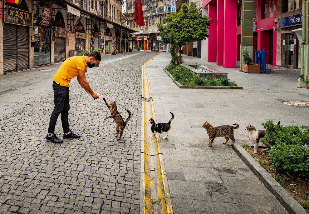 Победители конкурса фотографии Comedy Pet Photo Awards 2020