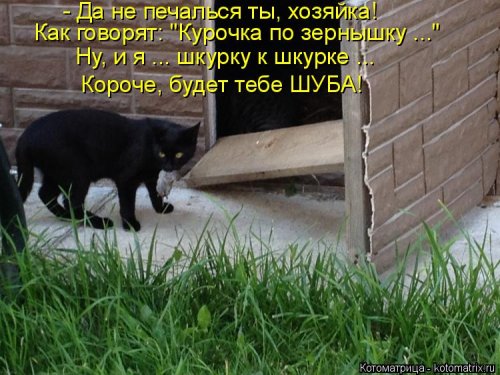 Лучшая котоматрица недели Лучшая котоматрица недели смешные картинки