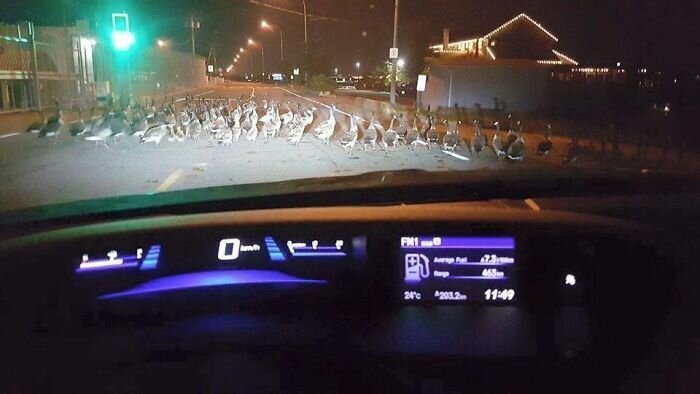 Такое бывает только в Канаде! заграница,путешествие,страны,туризм