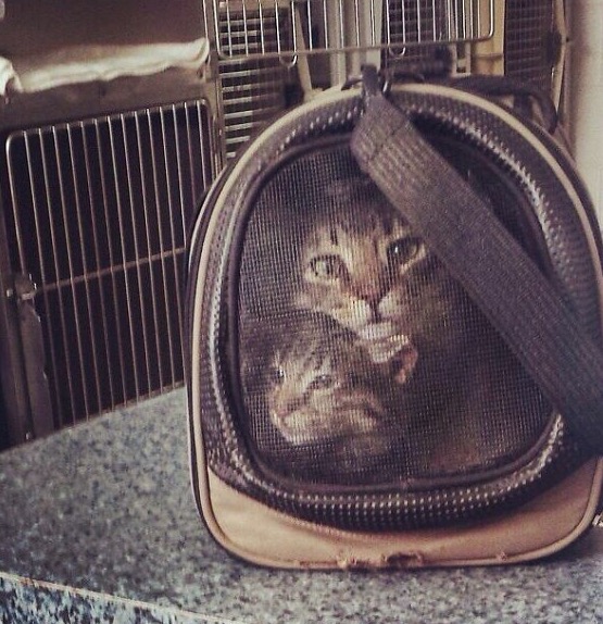 15 забавных оптических иллюзий, которые вы уже не сможете развидеть 15 забавных оптических иллюзий, которые вы уже не сможете развидеть не всё так грустно