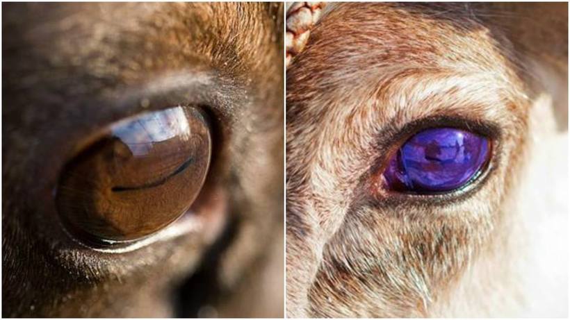 Как северные олени меняют цвет глаз в зависимости от времени года глаза, более, животных, зрение, Именно, полярной, время, зрачки, Когда, глазного, солнце, давление, меняется, просто, «летние», также, когда, очень, происходит, зрением