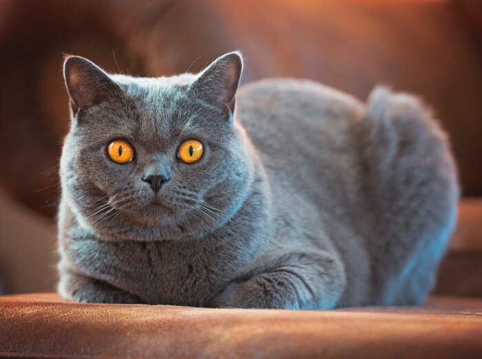 10 «недостатков» британских кошек, о которых часто умалчивают заводчики 10 «недостатков» британских кошек, о которых часто умалчивают заводчики домашние животные,наши любимцы