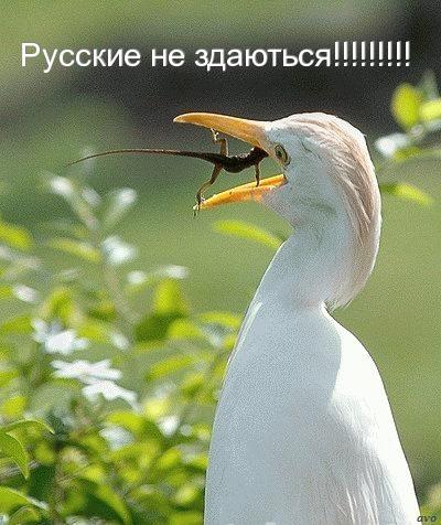 http://mtdata.ru/u16/photo576F/20566399082-0/huge.jpeg