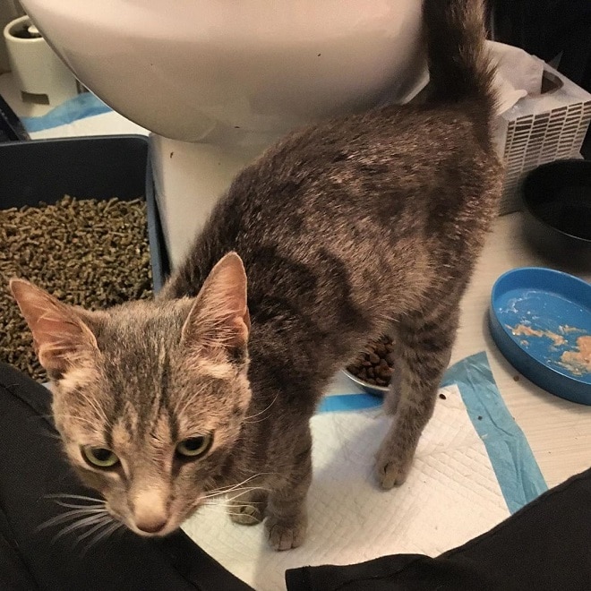 Кошка стоит