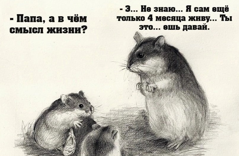 Из дневника "хомяковода"