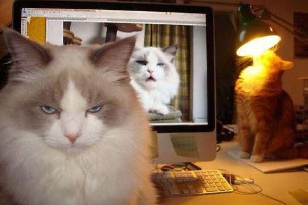 Животные, которые заставят вас улыбаться несмотря ни на что животные