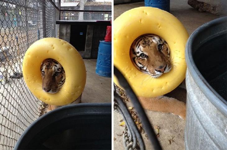 Животные, которые заставят вас улыбаться несмотря ни на что животные