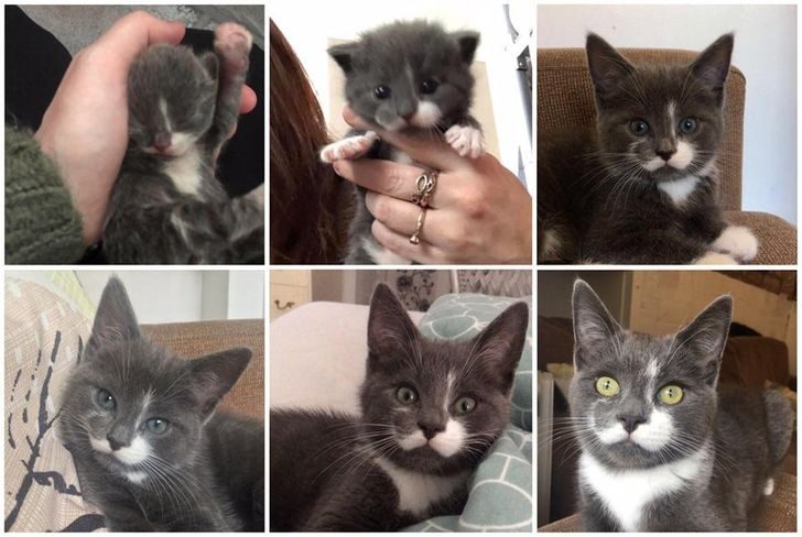 Люди, которые взяли домой котенка и по уши влюбились в это мелкое озорное чудо Люди, которые взяли домой котенка и по уши влюбились в это мелкое озорное чудо