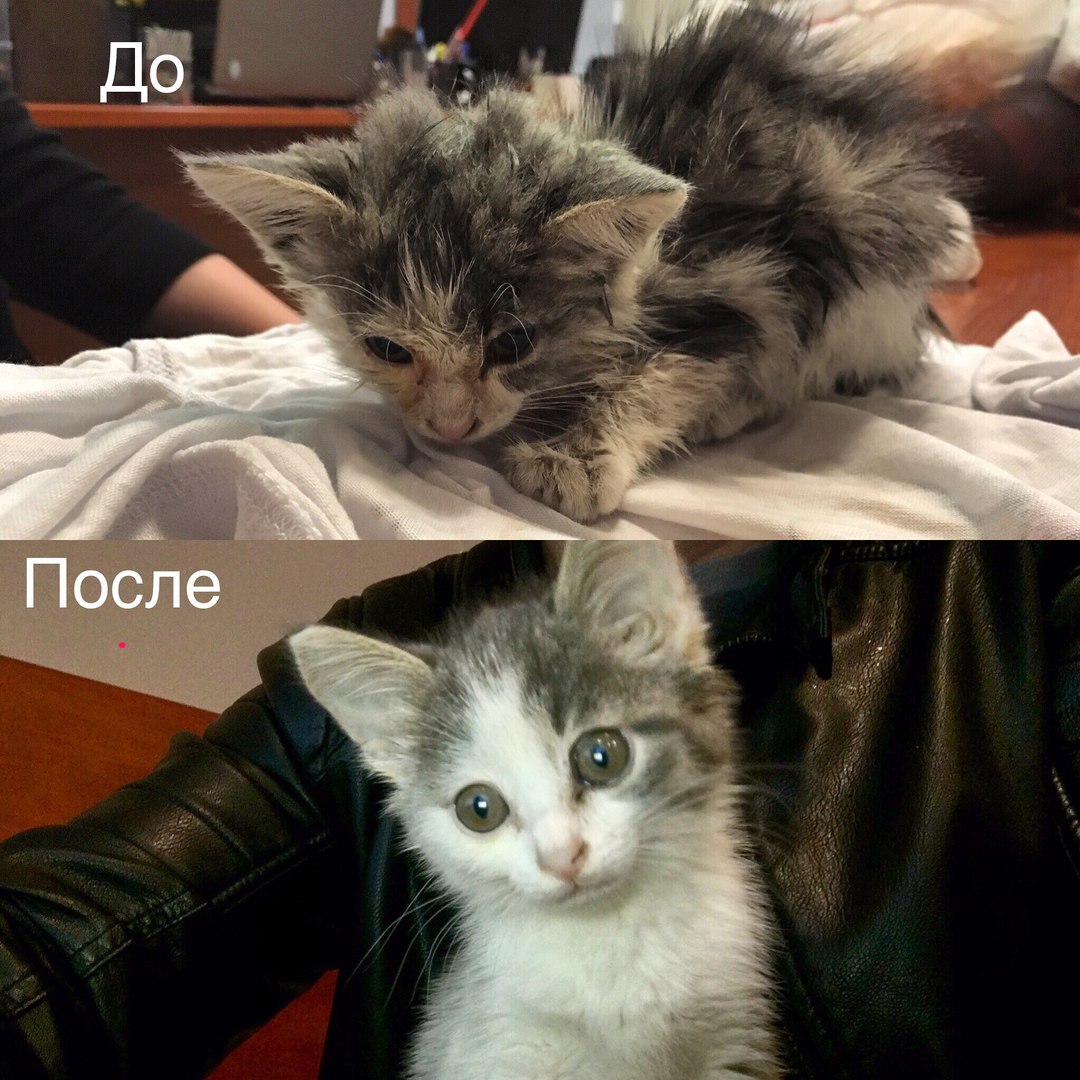 Котенок там