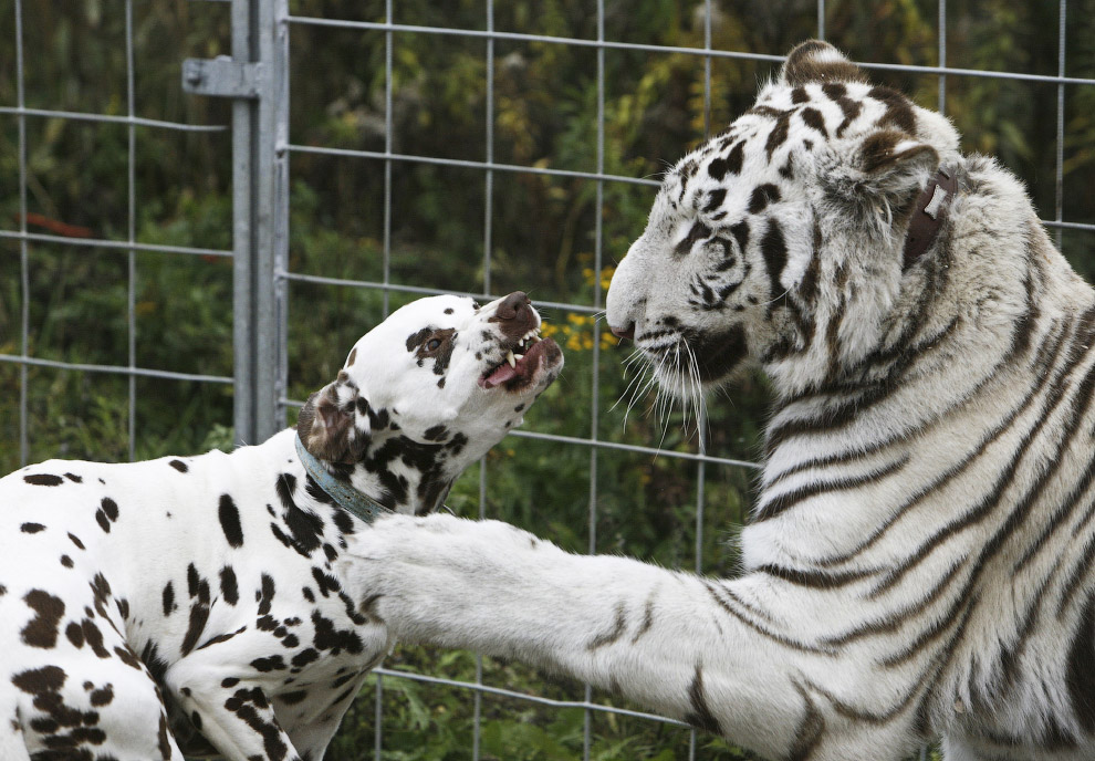 Годовалый белый тигр и 4-летний пес в Берлине