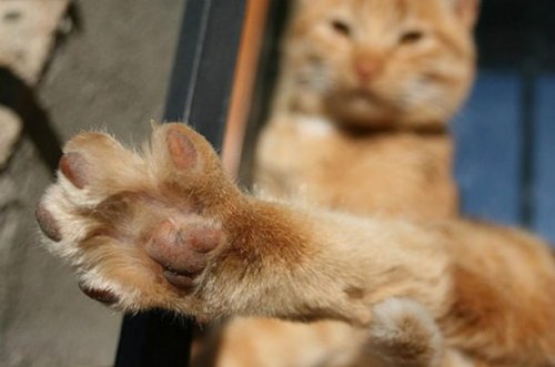 23 наглядных фотодоказательства того, что кошки ведут себя, как люди 