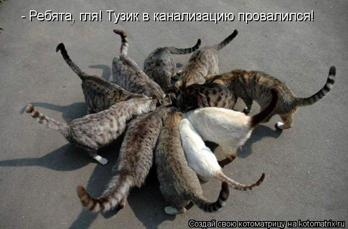 - Ребята, гля! Тузик в канализацию провалился!