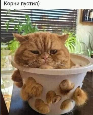 Юмор из интернета 640 позитив,смех,улыбки,юмор