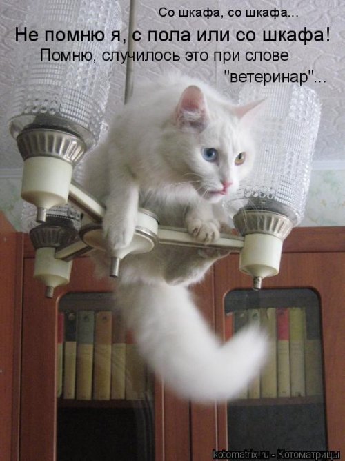 Лучшая котоматрица недели Лучшая котоматрица недели смешные картинки