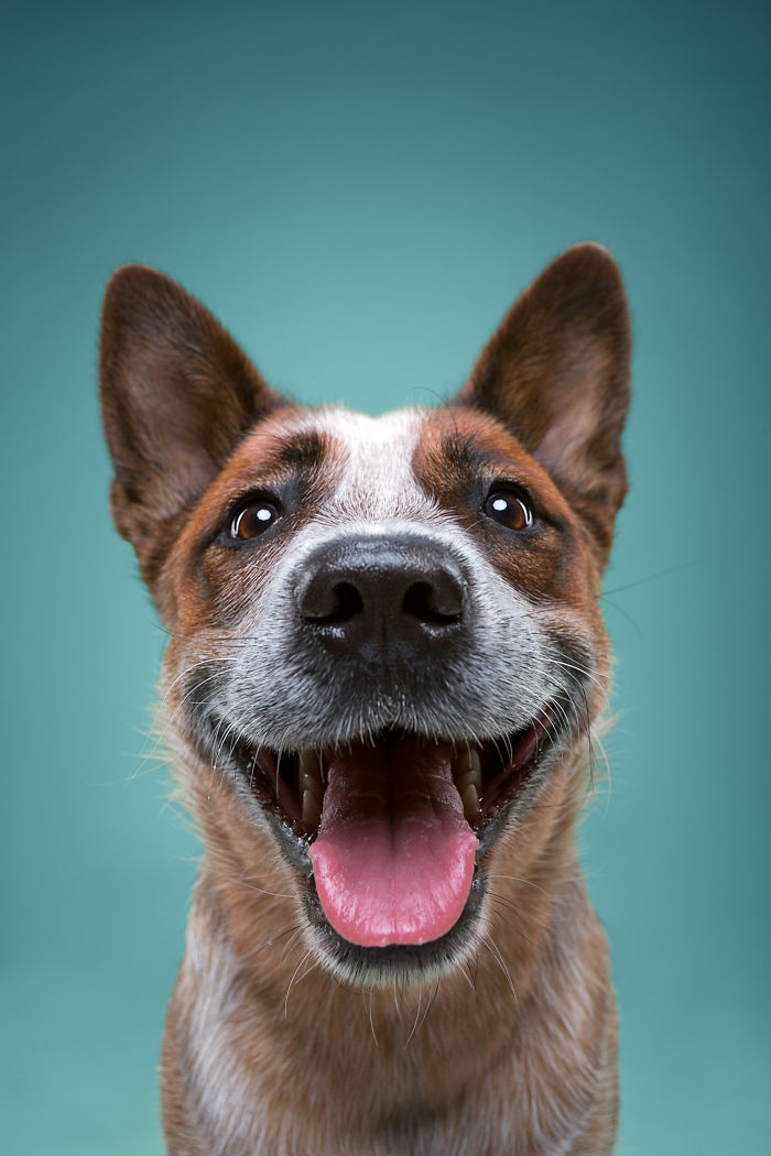 Family Photographers Duo Reveals Human-like Dog Personalities Through The Series Of Funny Portraits