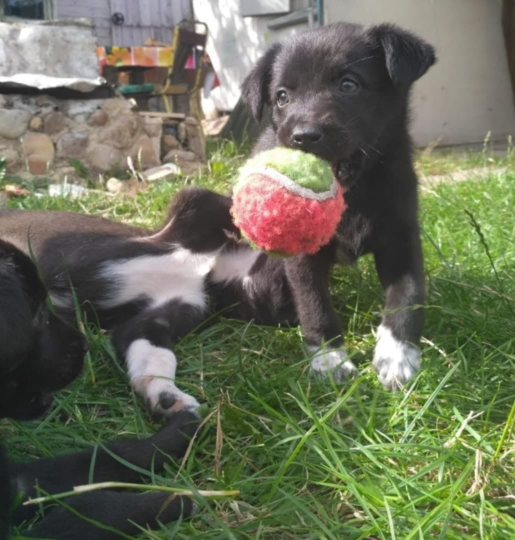 щенок на улице