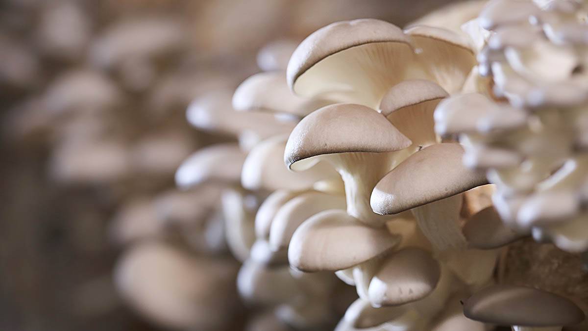 «Ничего сложного»: как вырастить грибы в домашних условиях