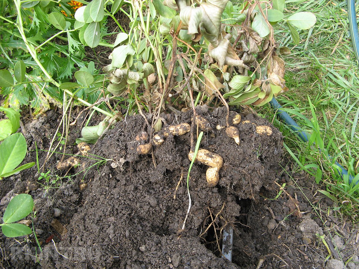 Как вырастить земляной орех арахис у себя в огороде