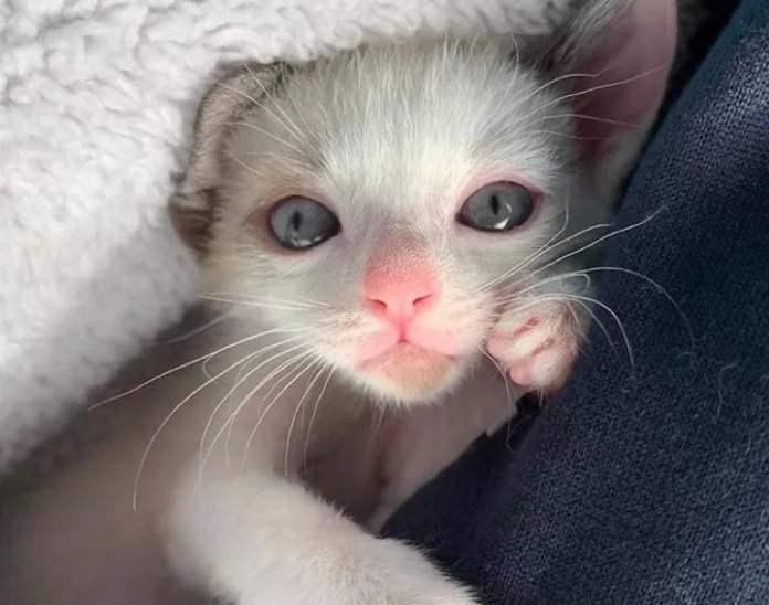 Без кота и жизнь не та