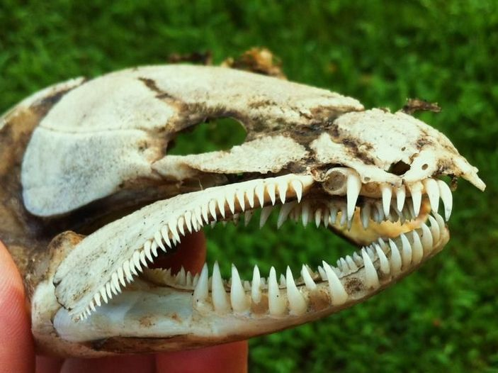Смотря на череп, охотно веришь, что эта рыбина сохранилась со времён динозавров... 