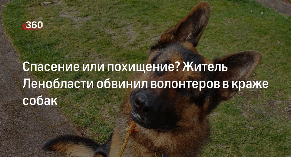 Житель Ленобласти пожаловался на пропажу собак после прихода волонтеров