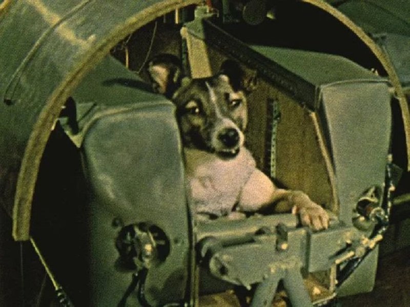 В чем значение полета? «Спутник-2», день в истории, космос, собака Лайка