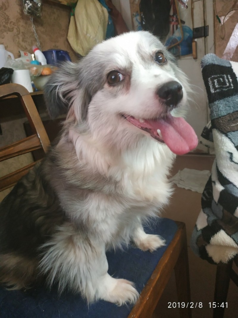 Несчастное трио: девушка подарила новую жизнь двум котам и собаке не всё так грустно