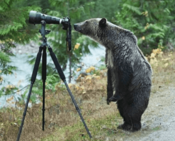 Забавные дуэты: животные и фотографы фотографировать, Фотографы, делаешь»«Я, горизонт, завален, второй, яркость, поменяй»«А, научи, хотим, стать, фотографами»«Эй, человек, косолапый, салага, фотографирую, хорошо»«Хватит, Давай, играться»«А, Еда»«Куку