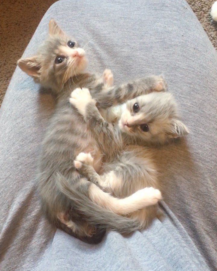 Недоношенные котята, обнявшиеся, чтобы выжить, получили помощь как раз вовремя 