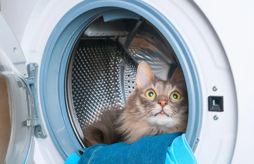 Купить машинку для кошек. Котик в машинке. Кот в стиральной машинке. Кошку постирали в стиральной машине. Рыжий кот в стиральной машине.