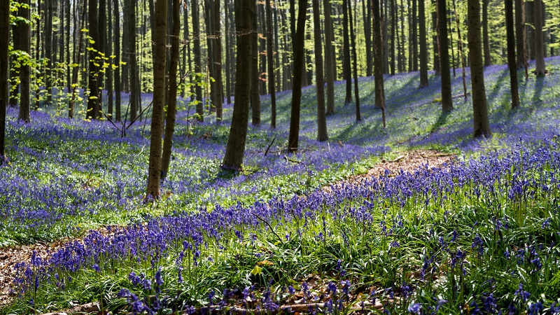 Халлербос – синий лес в Бельгии Халлербос – синий лес в Бельгии Путешествия