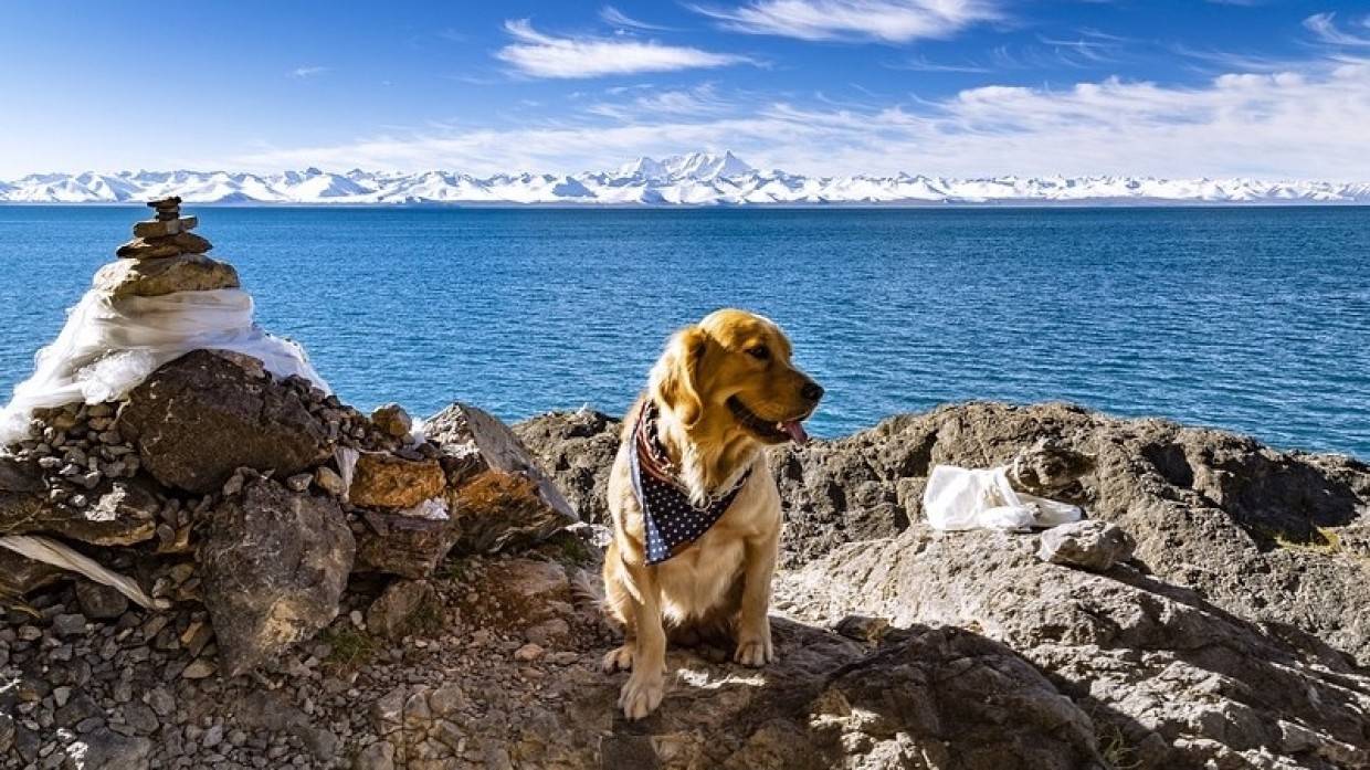 Два ретривера спасли своего пожилого хозяина на горной тропе в Великобритании