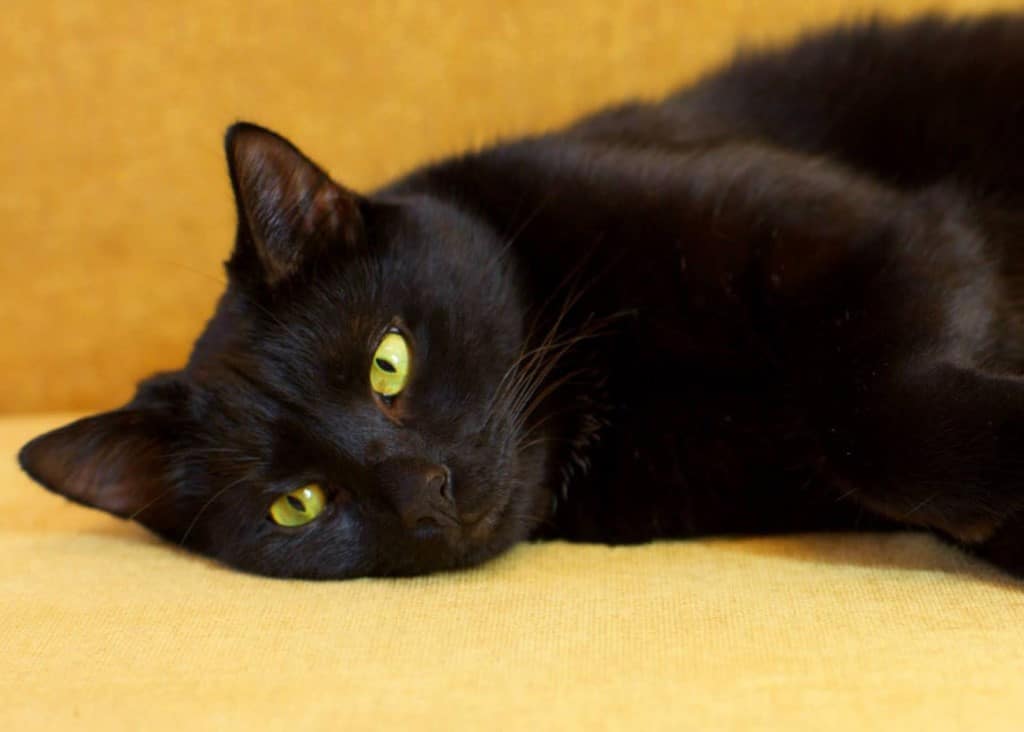 черная кошка