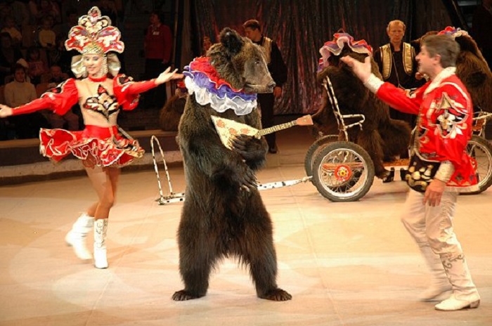 Медведи были и остаются талантливыми артистами. /Фото: studio-prazdnik.ru