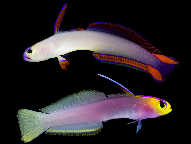Nemateleotris helfrichi и огненная рыба-стрелка животные, фотограф, цвета